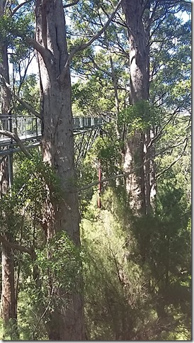 Australia Diaries: Tree Top Walk