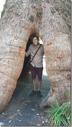 Australia Diaries: Tree Top Walk